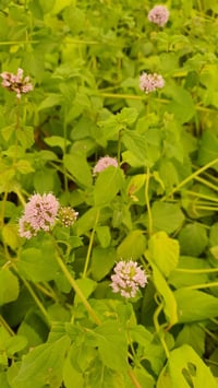 Mentha x piperita İngiliz nanesi fidesi