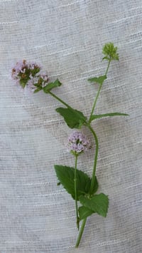 Mentha x piperita İngiliz nanesi fidesi
