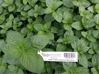 Mentha x Piperita Multimentha Alman nanesi fidesi