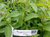 Mentha x Piperita Swiss İsviçre nanesi fidesi