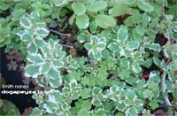 Mentha x smithiana Smith nanesi fidesi