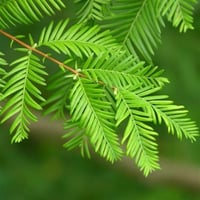 Metasequoia glyptostroboides Su Ladini fidanı