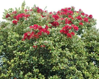 Metrosideros excelsa variegata Alacalı Metrosideros fidanı Yeni Zelanda Christmas Ağacı