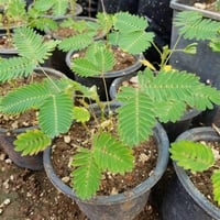 Mimosa pudica Küstüm Çiçeği