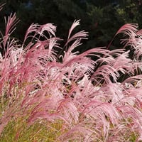 Miscanthus sin. Flamingo Çin Kılıçotu fidesi