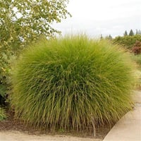 Miscanthus sin. Gracillimus Çin Kılıçotu fidesi