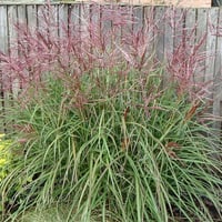 Miscanthus sin. Nippon Çin Kılıçotu fidesi