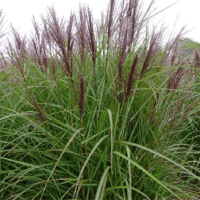 Miscanthus sin. Roter Pfeil Çin Kılıçotu fidesi