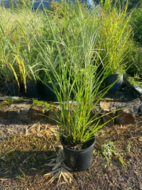 Mıscanthus sinensis condensatus cosmopolitan