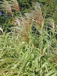 Mıscanthus sinensis condensatus cosmopolitan