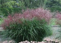 Miscanthus sinensis Ferner osten gümüş çin kamışı fil otu fidesi