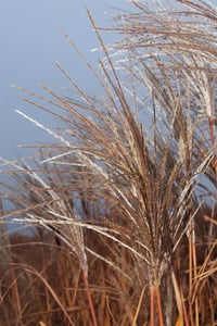 Miscanthus sinensis Giganteus Fil otu Çin kamışı fidesi