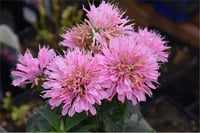 Monarda altınoğul otu, SUGAR BUZZ Pink Frosting