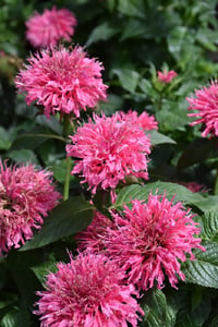 Monarda pembe altınoğul otu, bergamot fidanı Sugar Buzz Bubblegum Blast