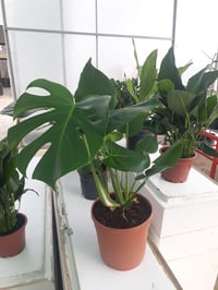 Monstera deliciosa Deve Tabanı fidanı