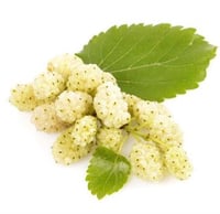 Morus alba Beyaz Aşılı Dut fidanı