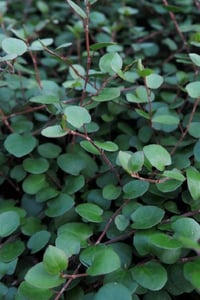 Muehlenbeckia top tel sarmaşığı complexa Sealand compact