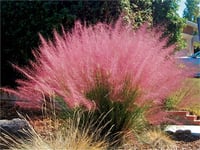 Muhlenbergia capillaris Pembe Pamuk Şekeri Çimi fidesi