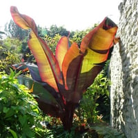 Musa ensete rubra Kırmızı Yapraklı Muz Habeşistan Muzu