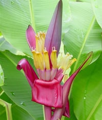 Musa ornata Süs Muzu Bodur Muz fidanı