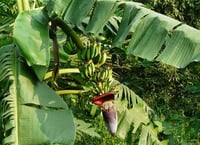 Musa paradisiaca Meyvesi Yenen Muz fidanı