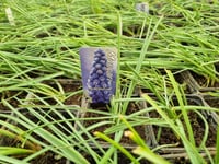 Muscari Armeniacum Üzüm Sümbülü Dağ Sümbülü Soğanı