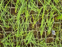 Muscari Armeniacum Üzüm Sümbülü Dağ Sümbülü Soğanı