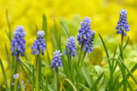 Muscari Armeniacum Üzüm Sümbülü Dağ Sümbülü Soğanı