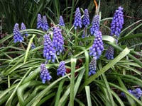 Muscari Armeniacum Üzüm Sümbülü Dağ Sümbülü Soğanı