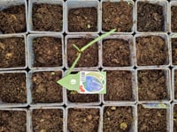 Muscari  Blue Magic Üzüm Sümbülü Dağ Sümbülü Soğanı