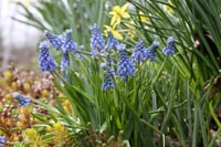 Muscari  Blue Magic Üzüm Sümbülü Dağ Sümbülü Soğanı