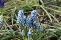 Muscari Manon Üzüm Sümbülü Dağ Sümbülü Soğanı
