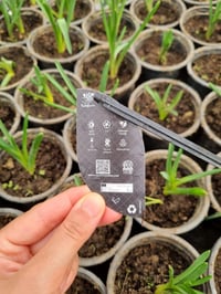 Muscari Manon Üzüm Sümbülü Dağ Sümbülü Soğanı