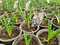 Muscari Manon Üzüm Sümbülü Dağ Sümbülü Soğanı