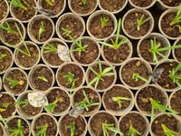Muscari Manon Üzüm Sümbülü Dağ Sümbülü Soğanı
