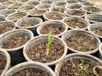 Muscari White Magic Üzüm Sümbülü Dağ Sümbülü Soğanı