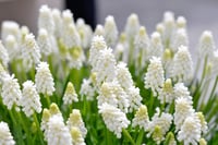 Muscari White Magic Üzüm Sümbülü Dağ Sümbülü Soğanı