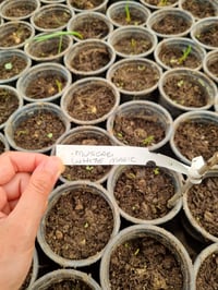 Muscari White Magic Üzüm Sümbülü Dağ Sümbülü Soğanı