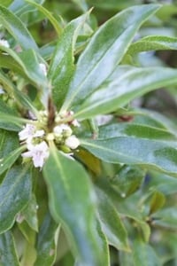 Myoporum laetum Miyoporum Fare Deliği fidanı