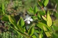 Myrtus communis Aşılı Antalya Mersini
