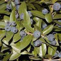 Myrtus communis Siyah Meyveli Murt Mersin fidanı