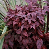Nandina domestica Blush pink Cennet bambu fidanı