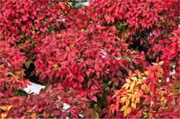 Nandina domestica Firepower Bodur Cennet Bambu fidanı