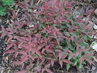 Nandina domestica Flirt murasaki Cennet Bambu fidanı