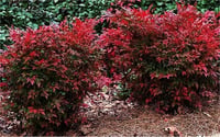 Nandina domestica Gulf stream Yarıbodur Cennet Bambu fidanı