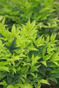 Nandina domestica Magical Lemon Lime Cennet Bambu fidanı