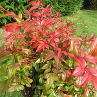 Nandina domestica Obsessed Seika Cennet Bambu fidanı