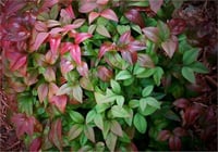 Nandina domestica Woods dwarf Cennet Bambu fidanı
