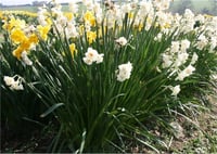 Narcissus Nergis Zerrin Nergiz Soğanı