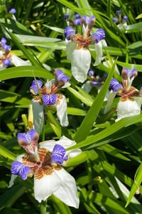Neomarica gracilis Yürüyen İris fidesi